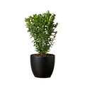 Buxus