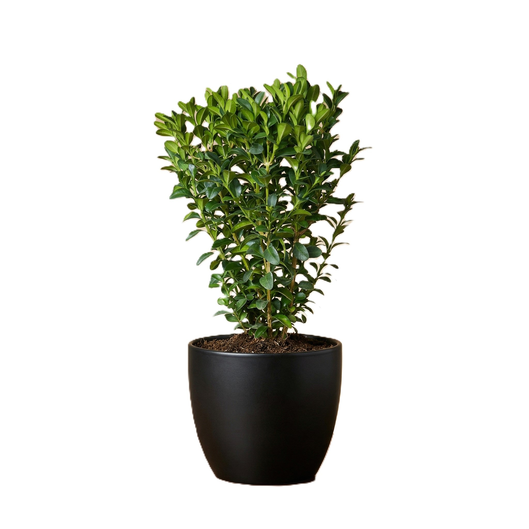Buxus