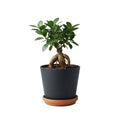 Bonsai Ficus