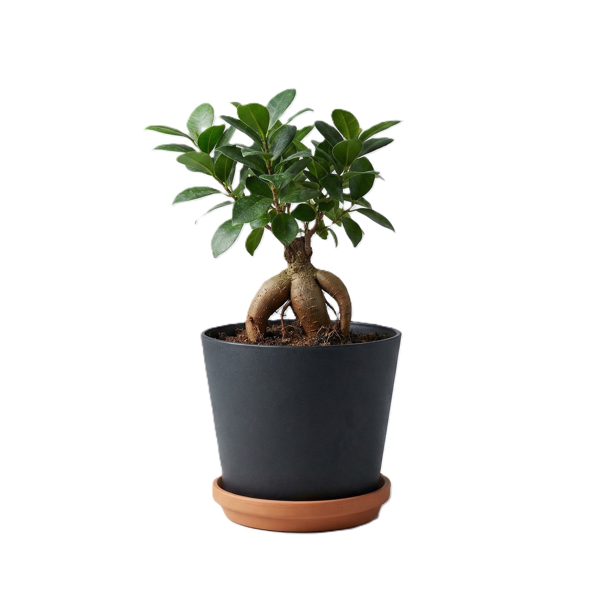Bonsai Ficus